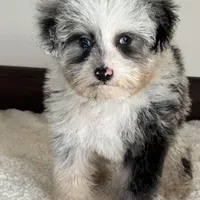 Sheena, a female Toy Australian Shepherd for sale in Sacramento, CA – Photo 2 of 2