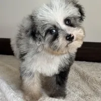 Sheena, a female Toy Australian Shepherd for sale in Sacramento, CA – Photo 1 of 2