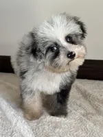 Sheena, a female Toy Australian Shepherd for sale in Sacramento, CA – Photo 1 of 2