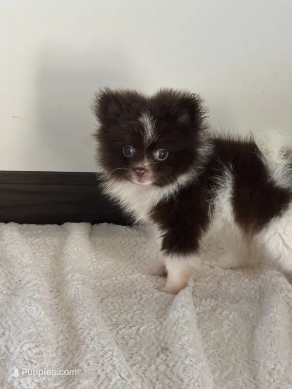 Maverick – Pomeranian puppy for sale in Sacramento, CA