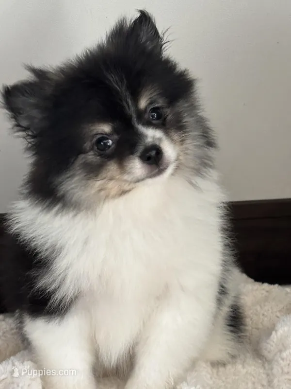 Cookie – Pomeranian puppy for sale in Sacramento, CA