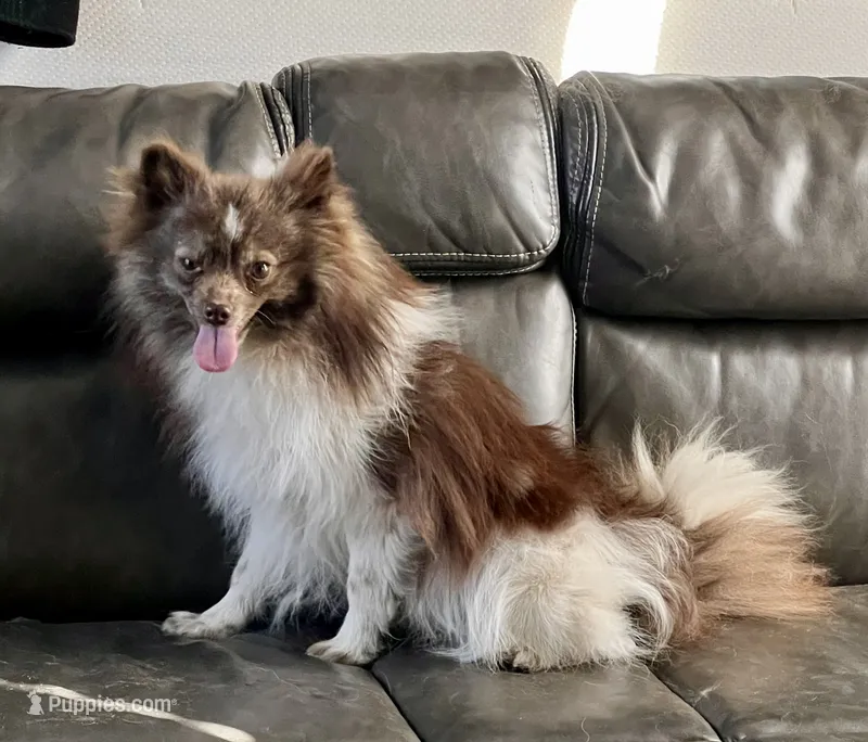 Chachi  – Pomeranian puppy for sale in Sacramento, CA