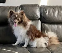 Chachi , a male Pomeranian for sale in Sacramento, CA – 1 of 1