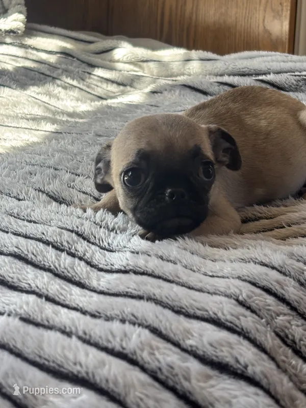 Otis – French Bulldog, Pug puppy for sale in Sacramento, CA