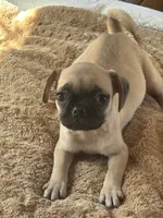 Starla, a male French Bulldog and Pug for sale in Sacramento, CA – 1 of 1