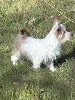 Comet, a male Yorkshire Terrier for sale in Sacramento, CA – Photo 2 of 3