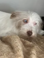 Comet, a male Yorkshire Terrier for sale in Sacramento, CA – Photo 1 of 3