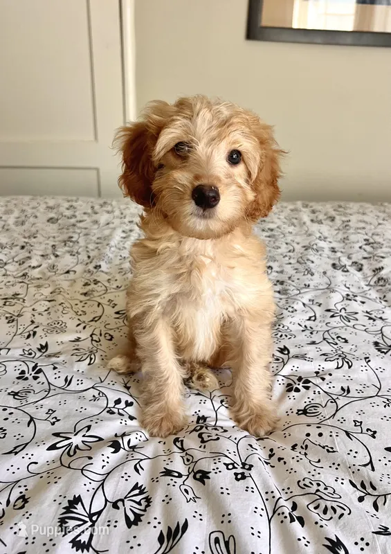 Jessica – Aussiedoodle puppy for sale in Sacramento, CA