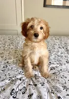 Jessica, a female Aussiedoodle for sale in Sacramento, CA – 1 of 1
