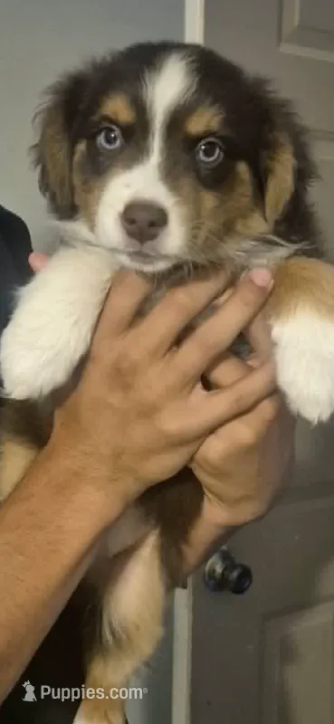 Gabby – Australian Shepherd puppy for sale in Sacramento, CA