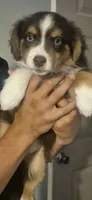 Gabby, a female Australian Shepherd for sale in Sacramento, CA – 1 of 1