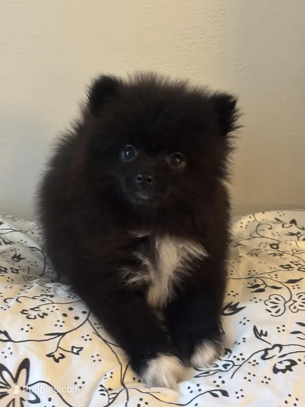 Moe, a male Pomeranian for sale in Sacramento, CA – Photo 1 of 1