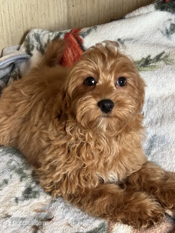 Bell, a female Maltipoo for sale in Sacramento, CA – Photo 1 of 1