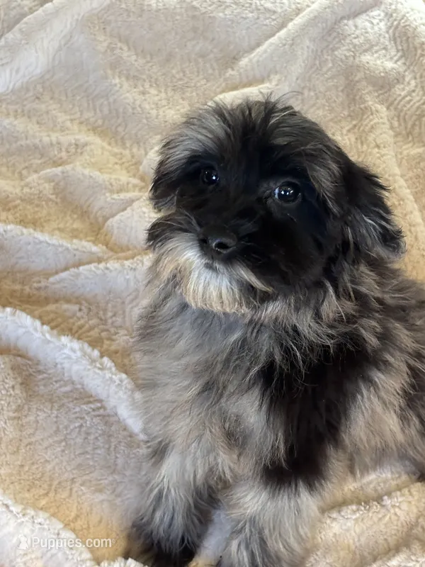 Pepe – Poodle - Toy  puppy for sale in Sacramento, CA