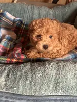Copper, a male Maltipoo for sale in Sacramento, CA – Photo 1 of 2