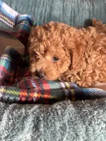 Copper, a male Maltipoo for sale in Sacramento, CA – Photo 2 of 2