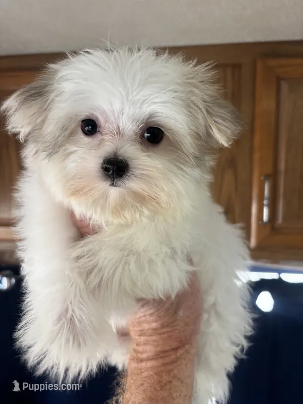 Candy – Maltipoo puppy for sale in Sacramento, CA
