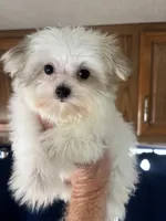 Candy, a female Maltipoo for sale in Sacramento, CA – 1 of 1