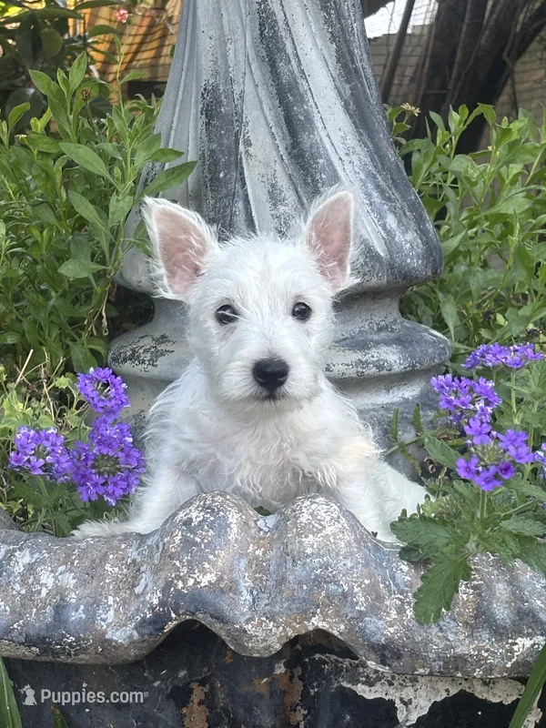 Daisy – West Highland White Terrier puppy for sale in Sacramento, CA