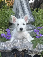 Daisy, a female West Highland White Terrier for sale in Sacramento, CA – 1 of 2