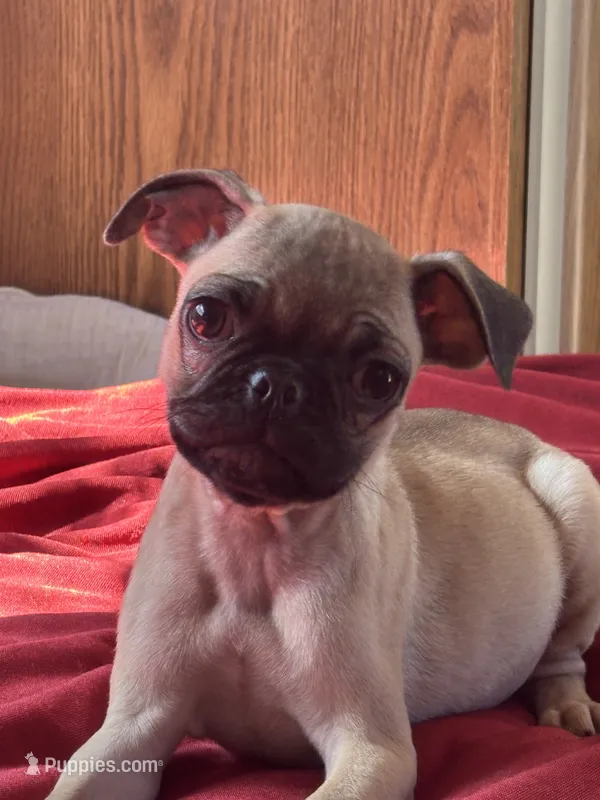 Elsa – French Bulldog, Pug puppy for sale in Sacramento, CA
