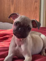 Elsa, a male French Bulldog and Pug for sale in Sacramento, CA – 1 of 1