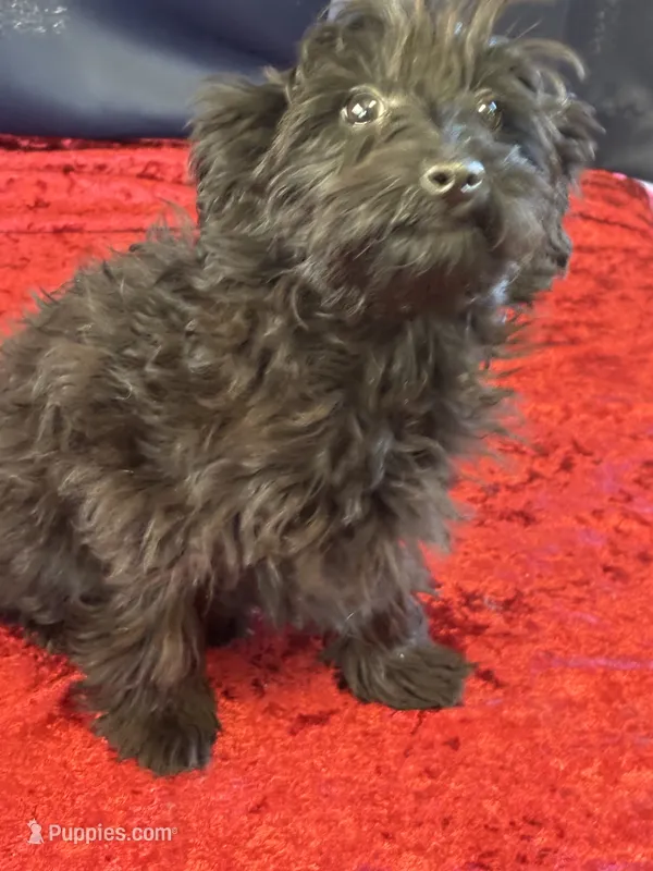 Bunny – Maltipoo puppy for sale in Sacramento, CA