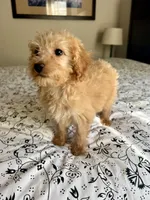 Casey, a female Aussiedoodle for sale in Sacramento, CA – 1 of 1