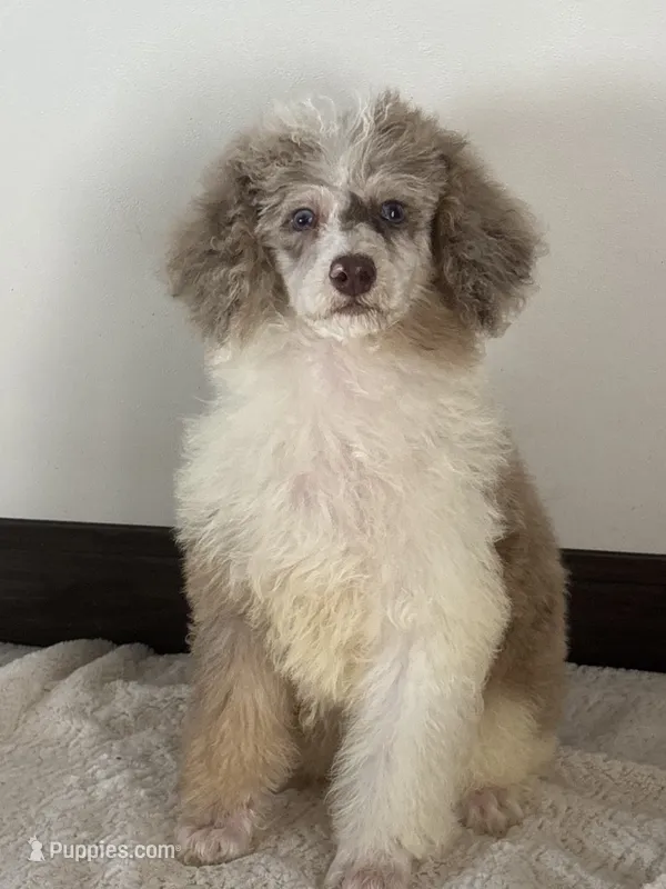 Natasha – Poodle - Miniature  puppy for sale in Sacramento, CA