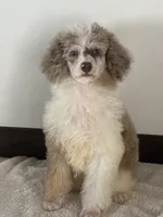 Natasha, a female Poodle - Miniature  for sale in Sacramento, CA – 1 of 1