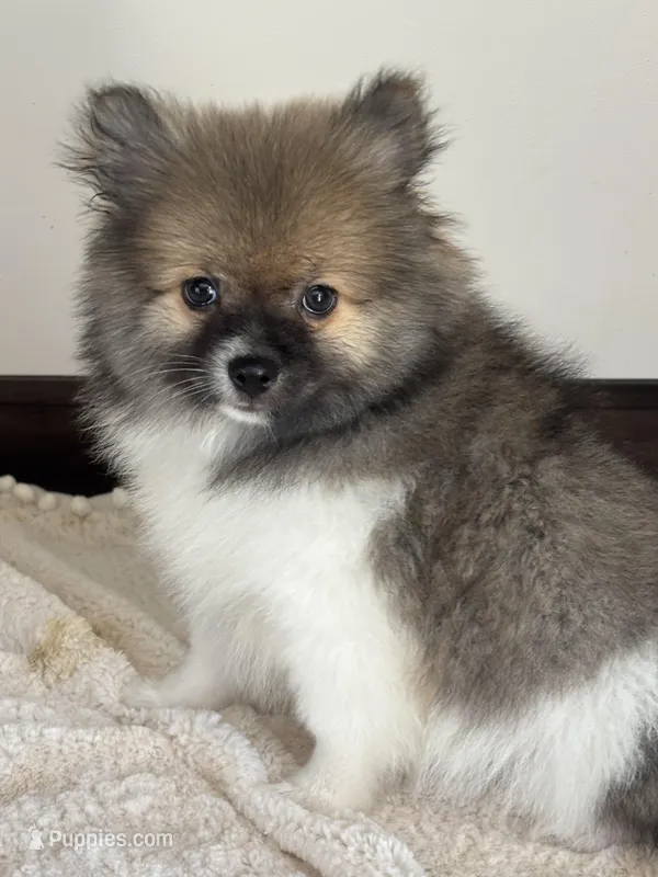 Hank – Pomeranian puppy for sale in Sacramento, CA