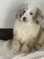 Buddy, a male Poodle - Miniature  for sale in Sacramento, CA – 1 of 1