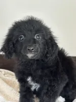 China, a female Miniature Goldendoodle for sale in Sacramento, CA – 1 of 1