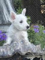Daisy, a female West Highland White Terrier for sale in Sacramento, CA – 2 of 2
