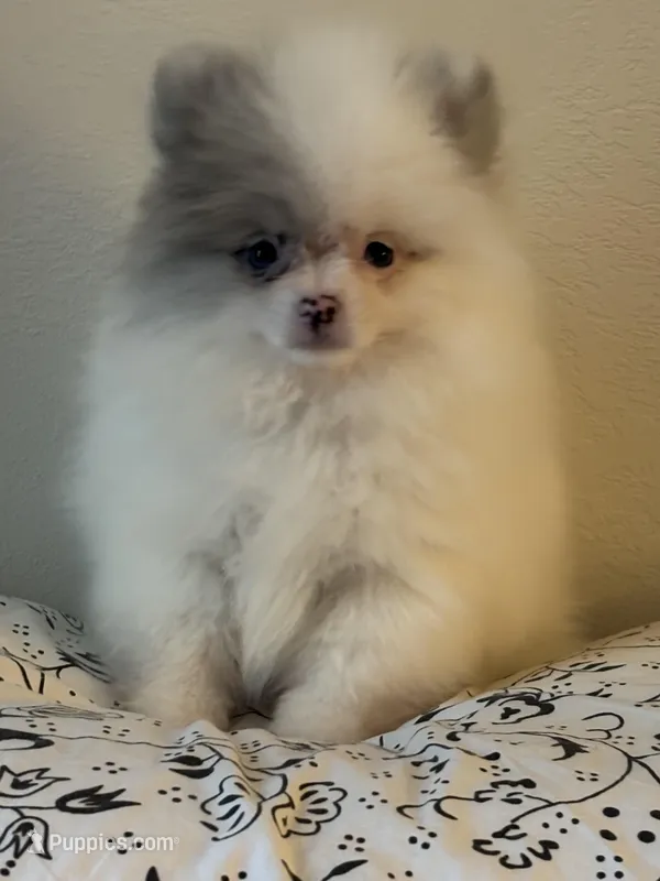 Shasta, a female Pomeranian for sale in Sacramento, CA – Photo 1 of 1