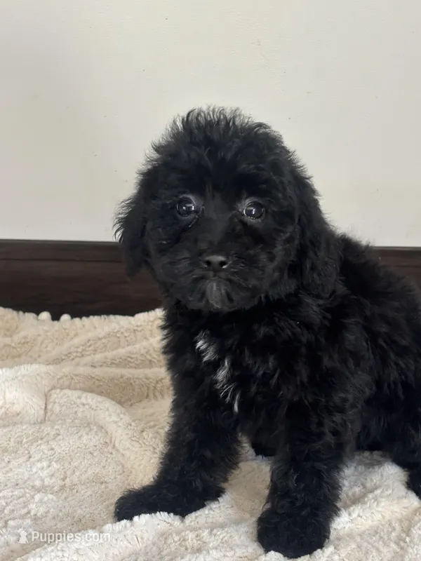 Tabitha – Miniature Goldendoodle puppy for sale in Sacramento, CA