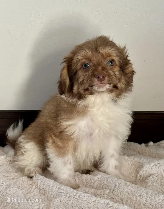 Sparks – Maltipoo puppy for sale in Sacramento, CA