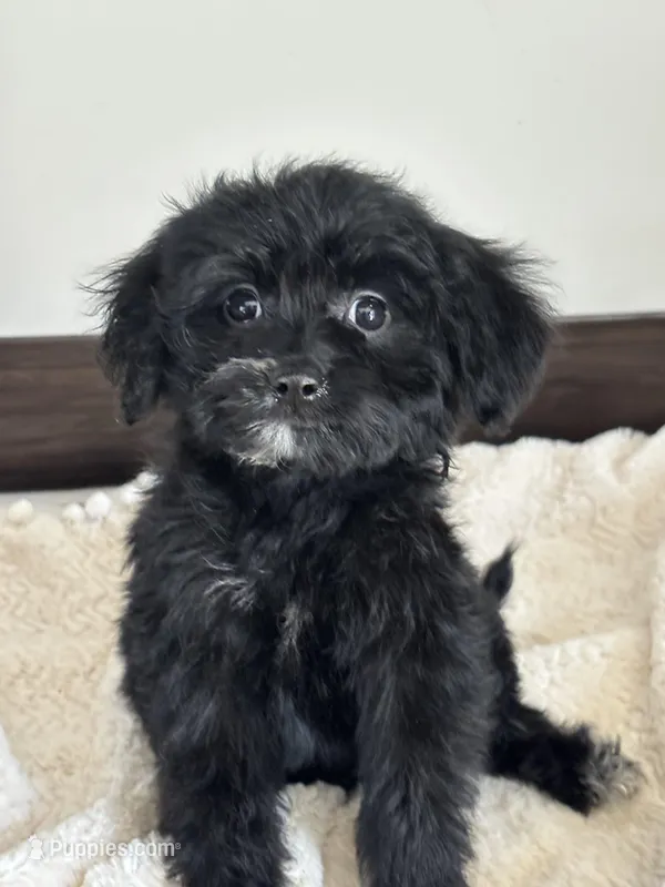 Ebony – Miniature Goldendoodle puppy for sale in Sacramento, CA