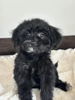 Ebony, a female Miniature Goldendoodle for sale in Sacramento, CA – 1 of 1