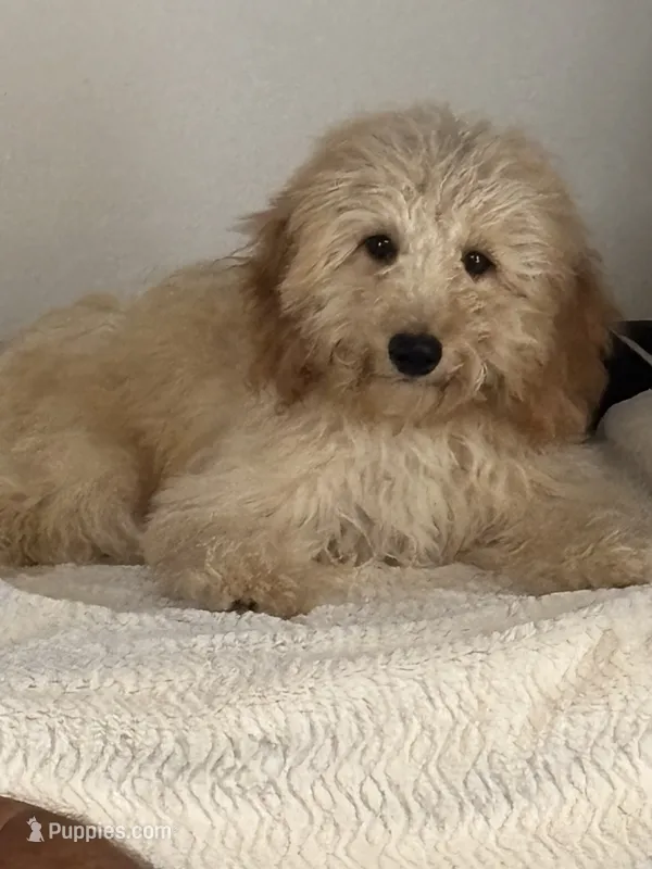 Prince – Miniature Aussiedoodle puppy for sale in Sacramento, CA