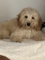Prince, a male Miniature Aussiedoodle for sale in Sacramento, CA – 1 of 1