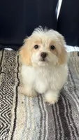 Snoopy, a male Maltipoo for sale in Sacramento, CA – 2 of 2