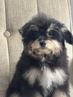 Magic, a male Maltipoo for sale in Sacramento, CA – 3 of 3