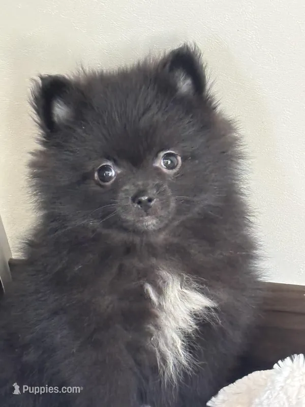 Todd – Pomeranian puppy for sale in Sacramento, CA