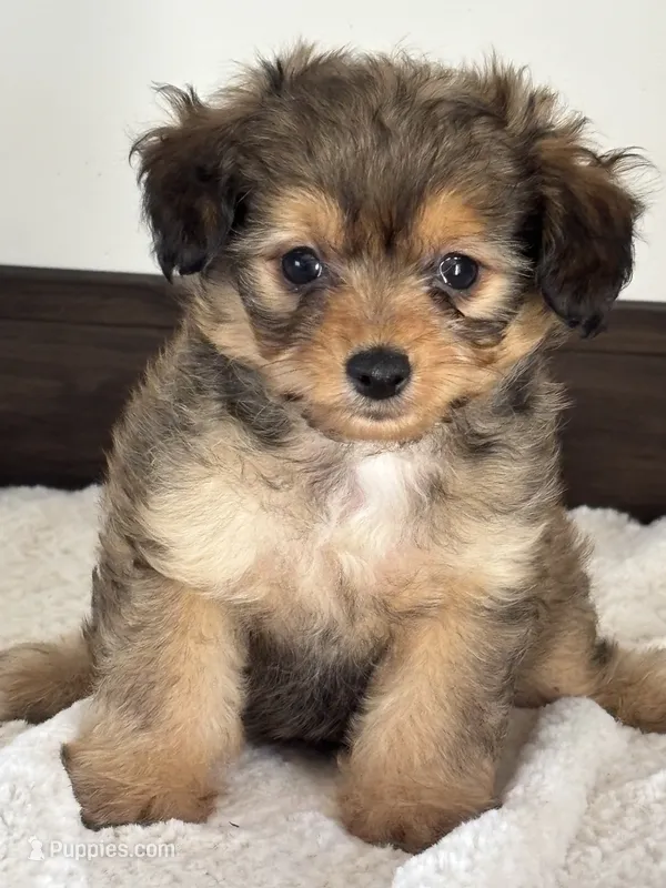 Kobe – Maltipoo puppy for sale in Sacramento, CA