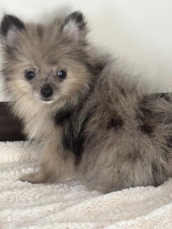 Pearl – Pomeranian puppy for sale in Sacramento, CA