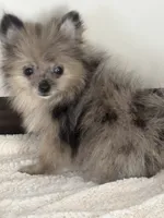 Pearl, a male Pomeranian for sale in Sacramento, CA – 1 of 1