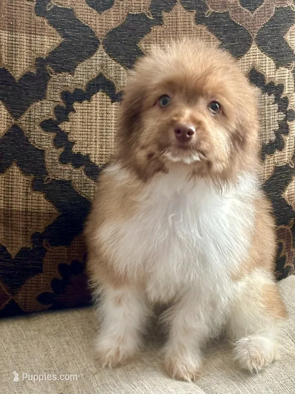 Sparks – Maltipoo puppy for sale in Sacramento, CA