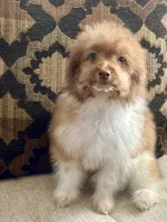 Sparks, a male Maltipoo for sale in Sacramento, CA – 1 of 2