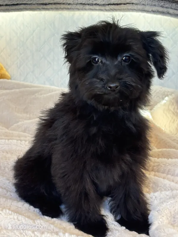 Bunny – Maltipoo puppy for sale in Sacramento, CA